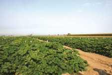 Cover Seed Variety Trials