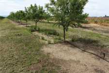Almond Orchard Herbicide Trial