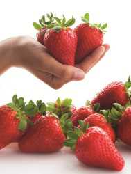 Winterstar strawberry