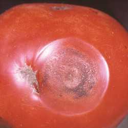 Anthracnose of Tomato