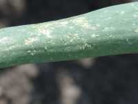 Onion thrips