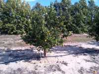 Citrus tango tree in Orange County