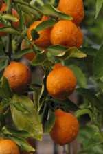 Citrus fruit in rapid evaluation system