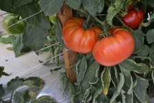 Vintage Ripe heirloom tomato