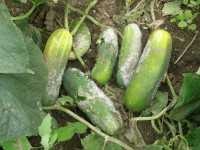 cucumber with phytophthora