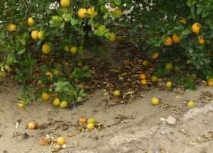 Citrus fruit drop