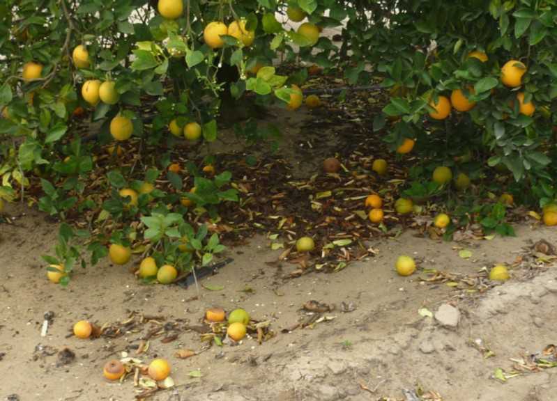 Florida’s Citrus Crop Forecast Takes An Early Tumble Growing Produce
