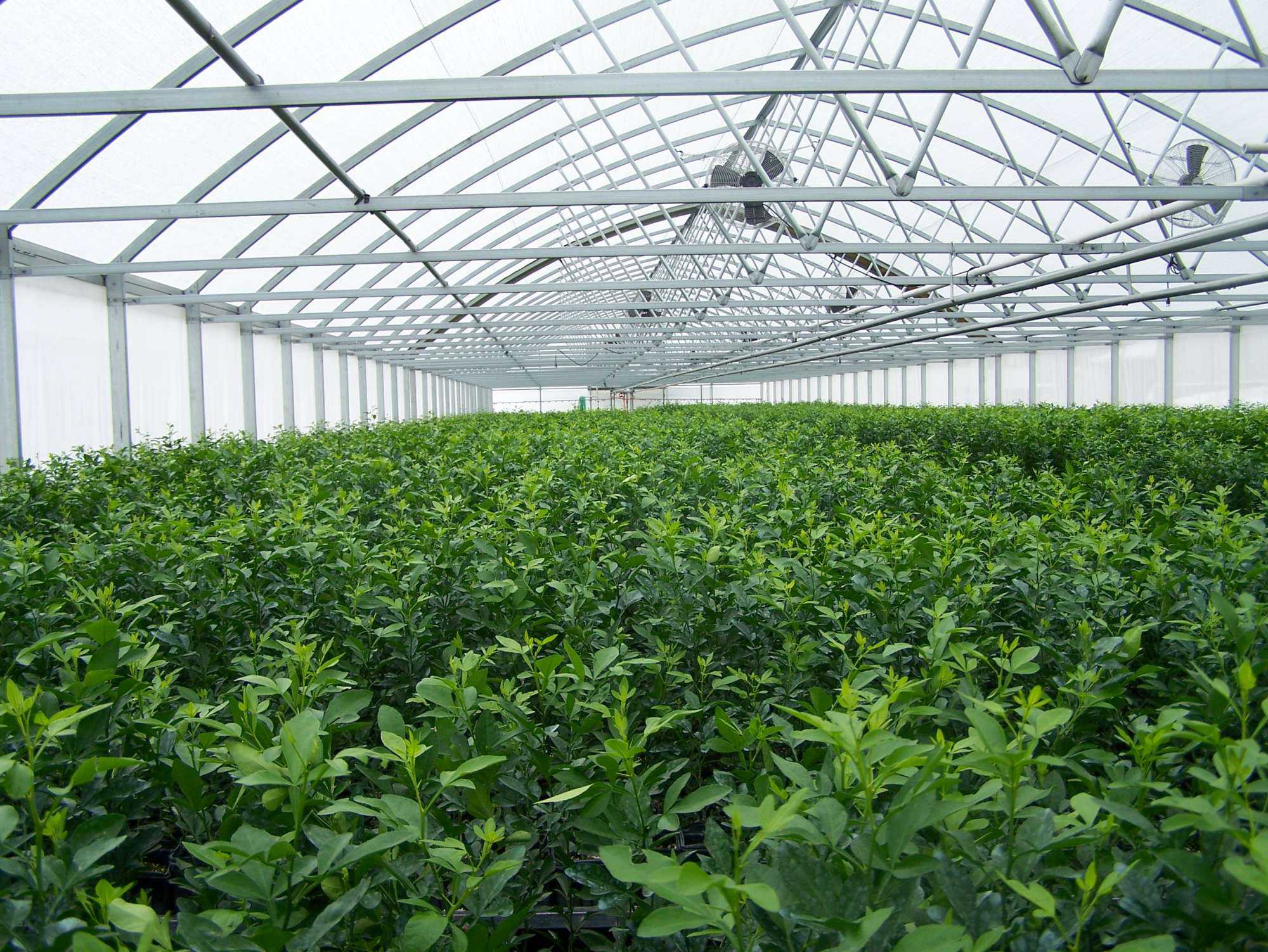 Citrus Nursery Survey Says Keep It Simple Growing Produce