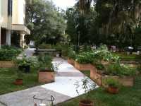 Florida Organic Growers community garden