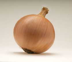 XP 07716000 Seminis onion