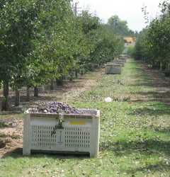 Bin of Prunes