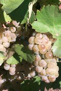 riesling grape