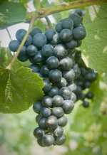Arandell Grape From Cornell