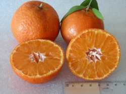 UF 950 tangerine
