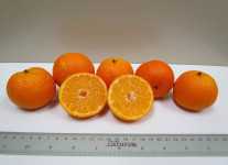 UF c4-15-19 tangerine