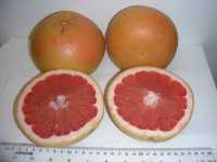 UF 914 grapefruit hybrid