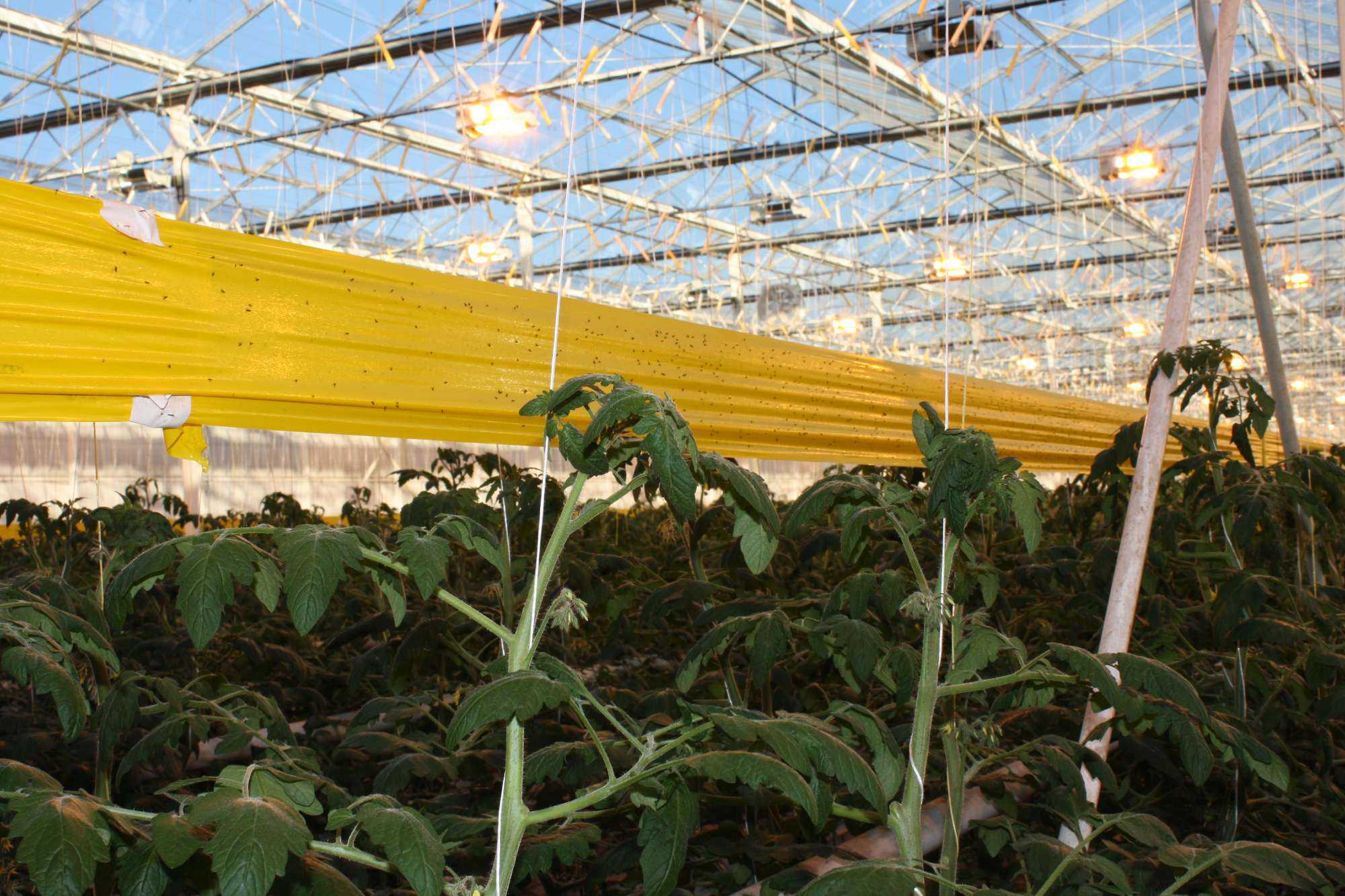 Intensive Greenhouse Crop Production Course Growing Produce