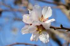 Almond Bloom
