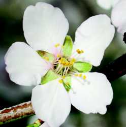 Almond With Five Petals