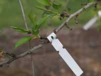 Almond Leaf Sampling