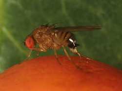 Female Spotted Wing Drosophila