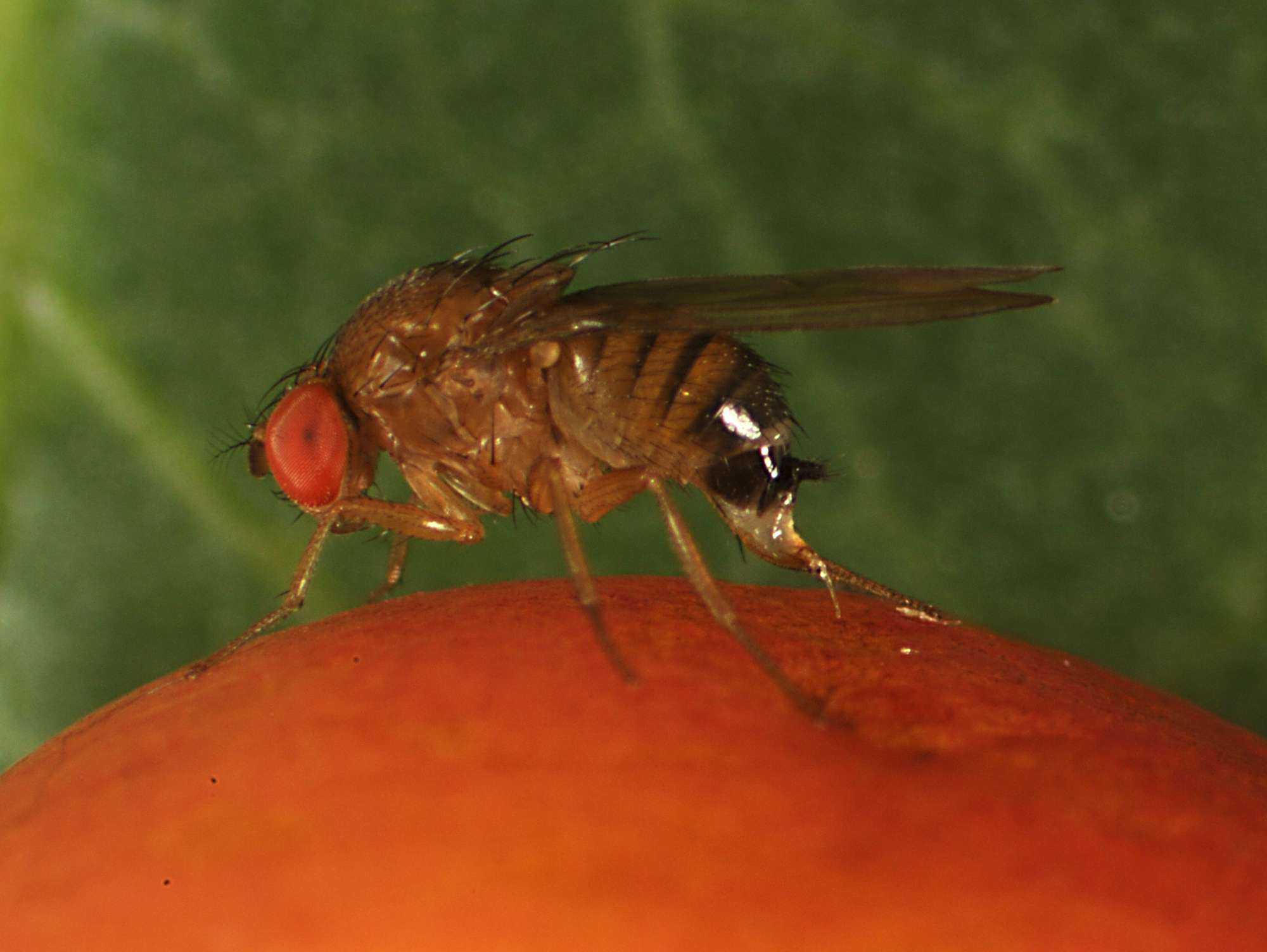 Spotted Wing Drosophila Control the Topic of inar Growing Produce