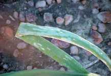 Botrytis leaf blight