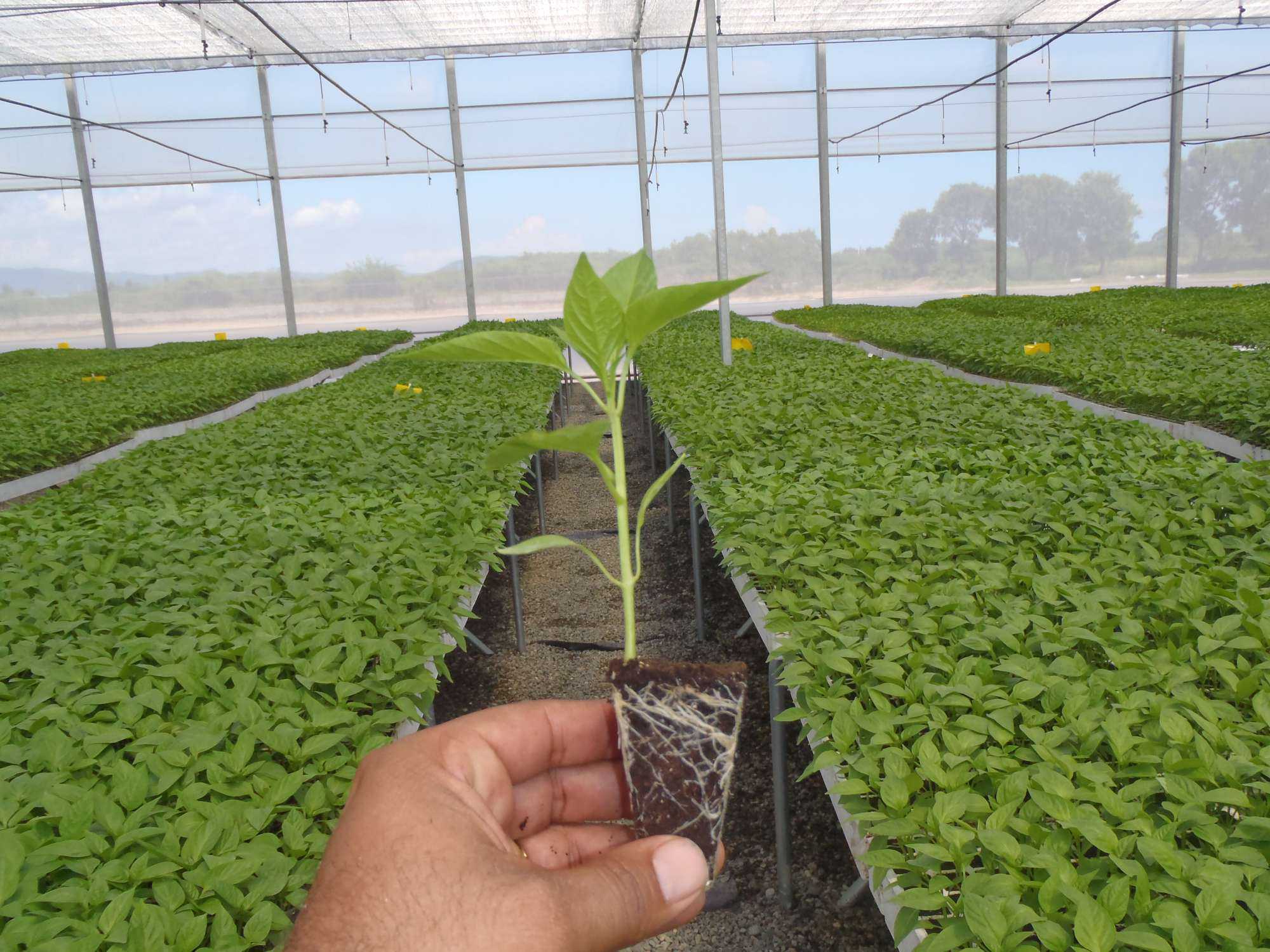 8 Tips To Better Manage Vegetable Transplants Growing Produce