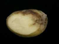 late blight tuber