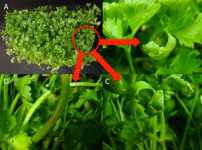 Anthracnose of celery symptoms