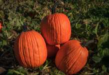 Apogee Pumpkin from Outstanding Seed