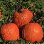 Everest Pumpkin from Outstanding Seed