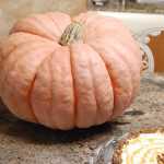 Rascall Pumpkin from Outstanding Seed