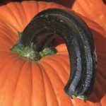 Summit Pumpkin from Outstanding Seed
