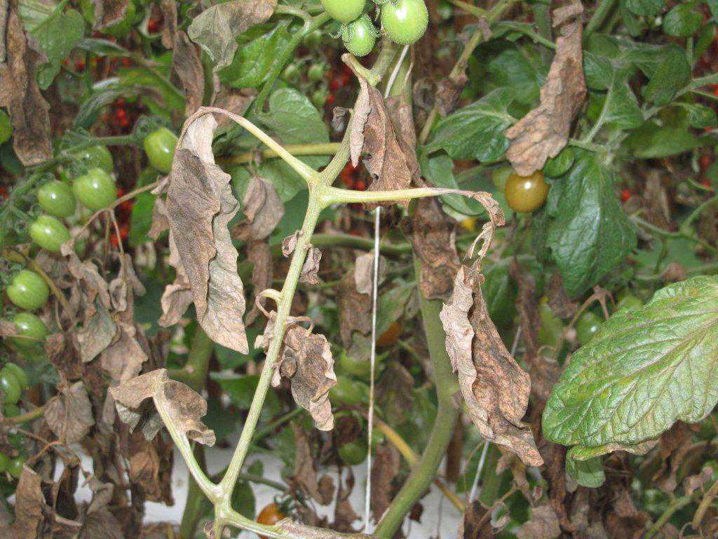 Find, Fight Tomato Russet Mites Growing Produce