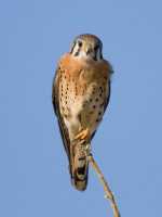 American Kestrel