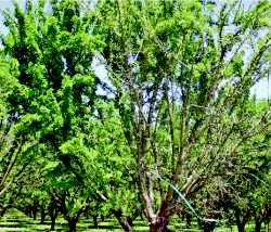 Almond Tree Glyphosate Damage 1