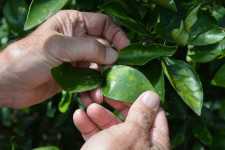 HLB symptoms on citrus