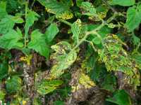 Bacterial leaf blight of tomato