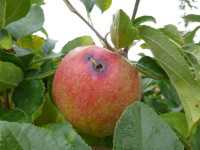 Bird Damage In Apples
