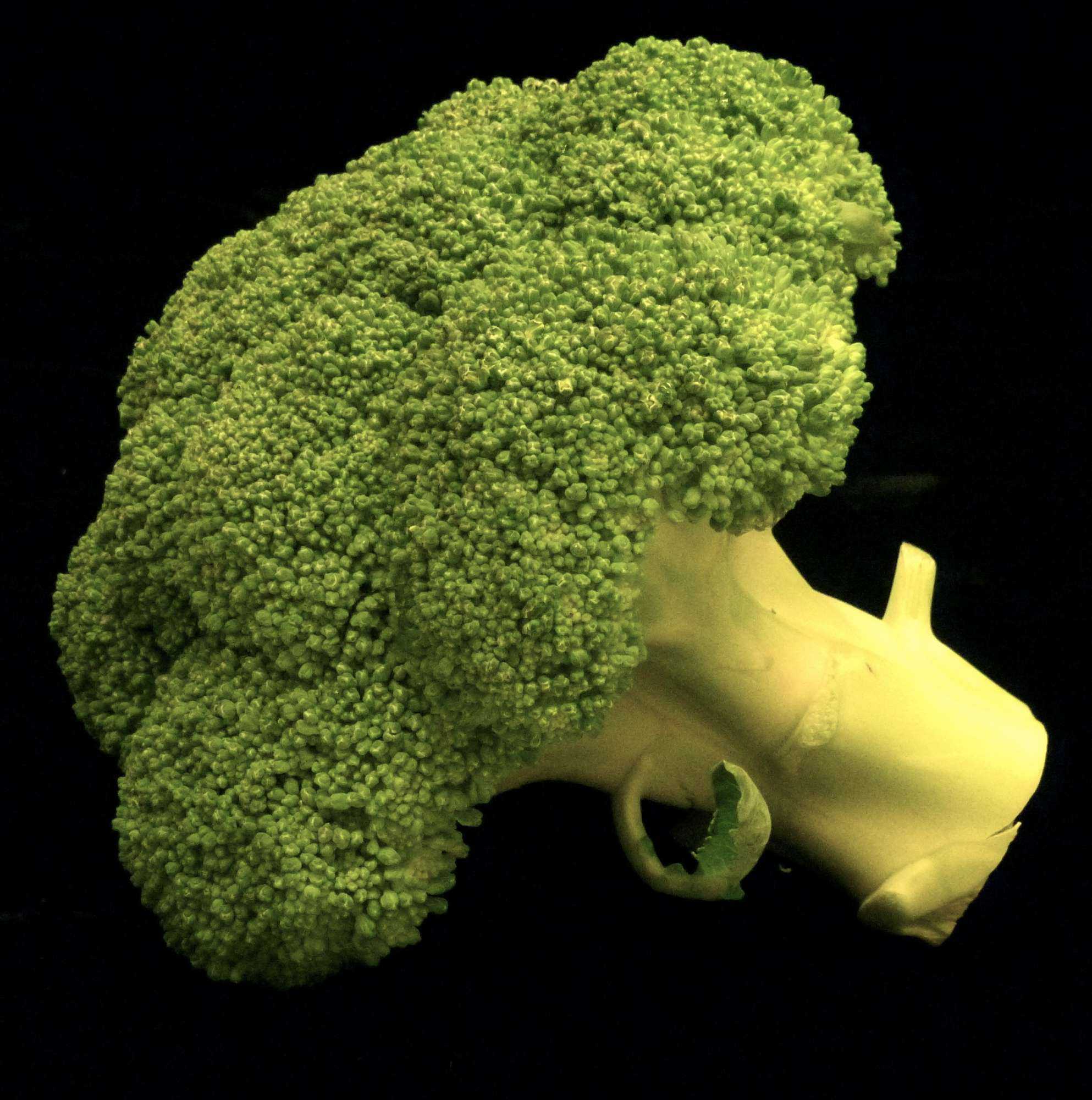 Broccoli Production Moves East Growing Produce