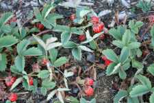 New strawberry species Fragaria cascadensis