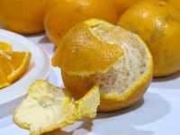USDA-ARS orange hybrid selection for trial