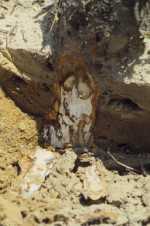 Armillaria Root Rot Symptoms