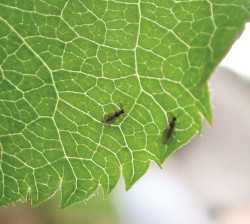Apple Leafcurling Midge