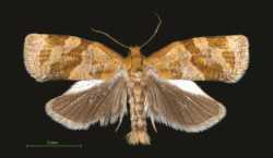 Apple Tortrix