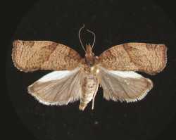 Dark fruit tree tortrix