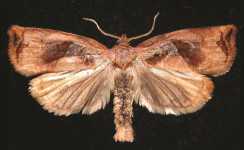 Large Fruit Tree Tortrix