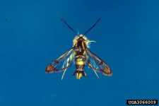 Dogwood Borer