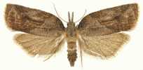 Tufted Apple Bud Moth